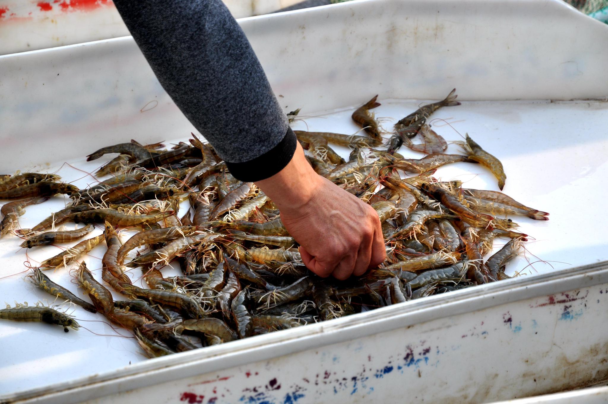 休渔期青岛养殖海货热卖 基围虾25一斤 大妈踩点"捡漏"新鲜实惠|实惠