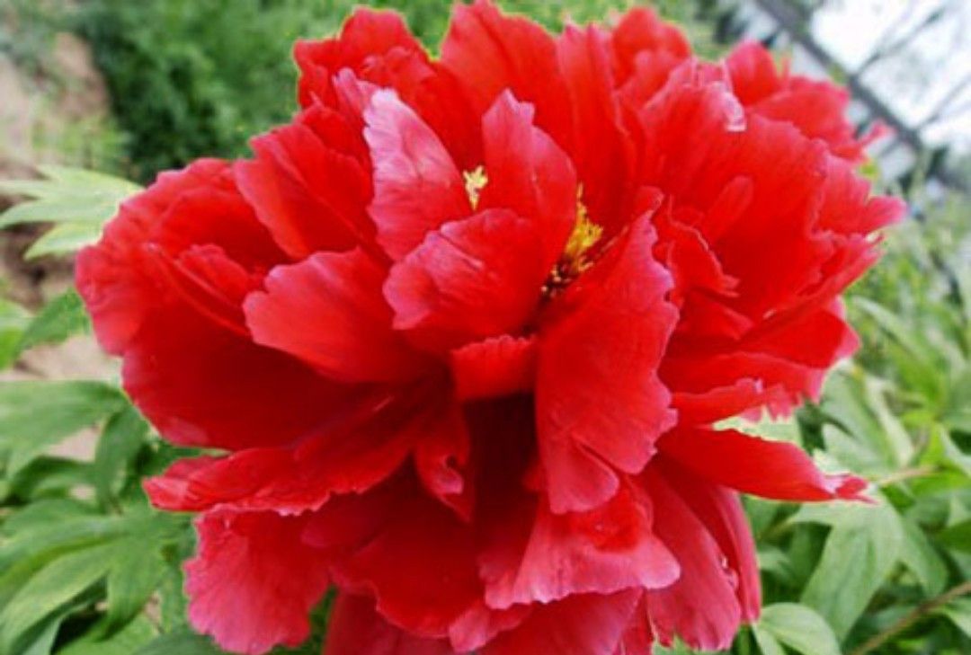 落尽残红始吐芳佳名唤作百花王雍容华贵的牡丹欣赏