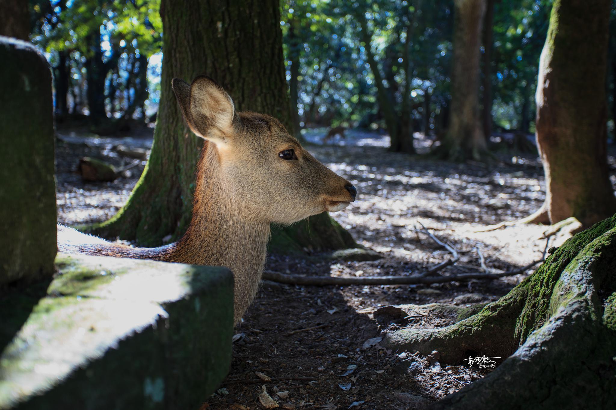 圣诞老人的小麋鹿,在奈良公园是真正的主人