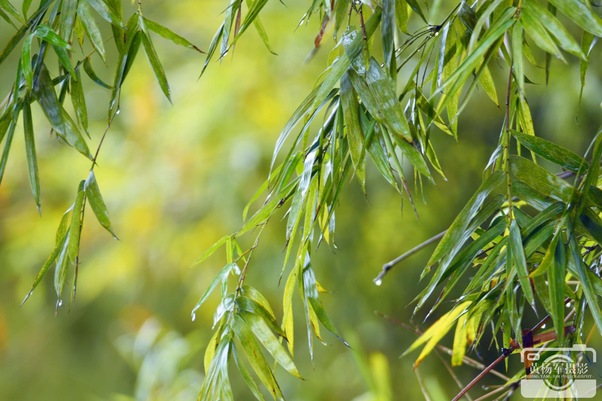 透过镜头看雨中的生活之美【原创摄影】