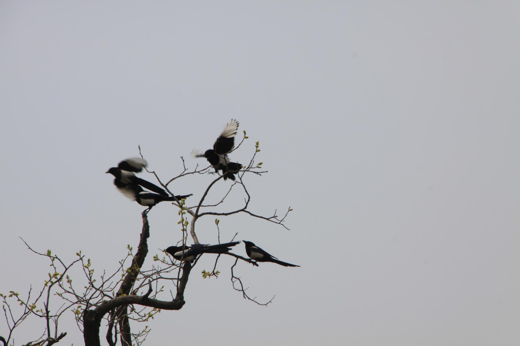 枝头上的喜鹊枝头上的喜鹊枝头上的喜鹊枝头上的喜鹊枝头上的喜鹊枝头