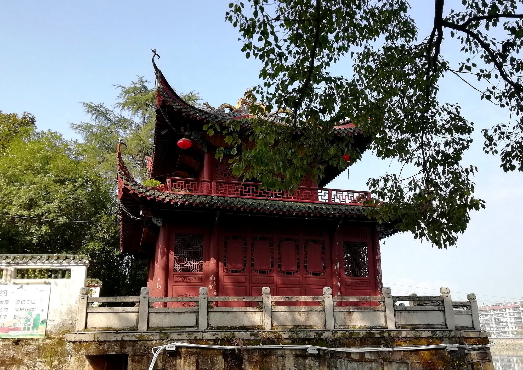 「创作开运礼」邵武熙春公园有棵大樟树,终年常青,却有大端倪