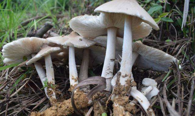 又到吃蘑菇的季节，美味营养的鸡枞菌你吃过没？|野生菌_新浪新闻