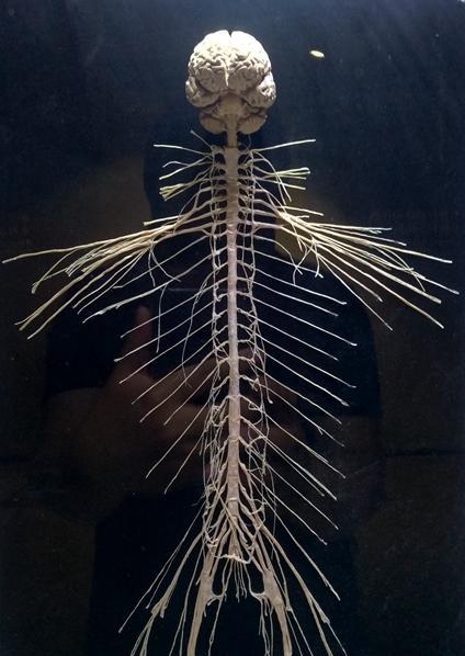 人类的神经18周的胚胎10周的胚胎6周的胚胎子宫无脑儿胚胎发育变化