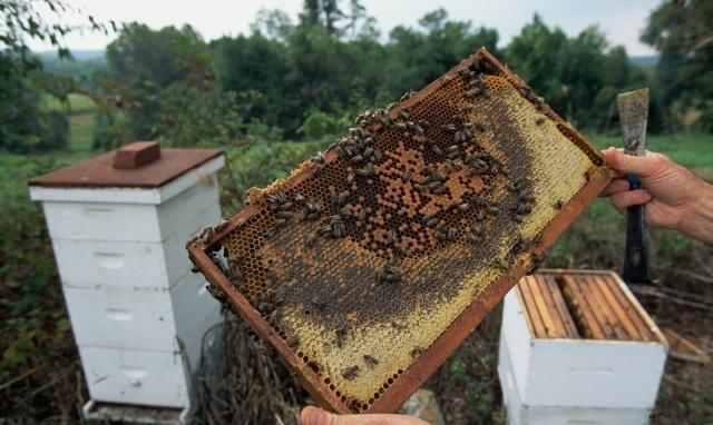 中蜂巢虫如何治疗有经验的养蜂人都不治疗巢虫,预防更重要