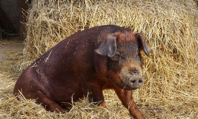 杜洛克原产于美国东部的新泽西州和纽约州等地,主要亲本用纽约州的