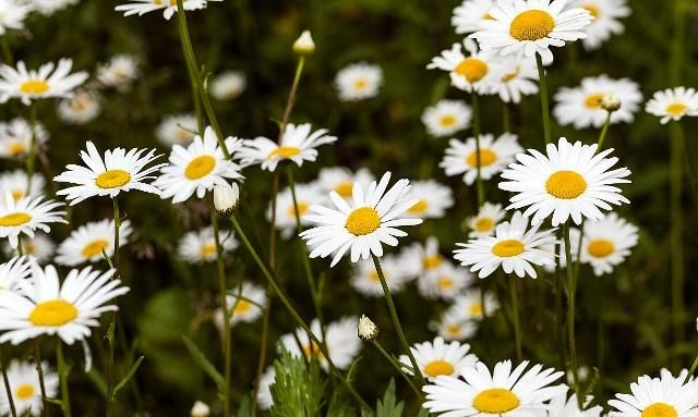 雏菊 春菊 的简单介绍