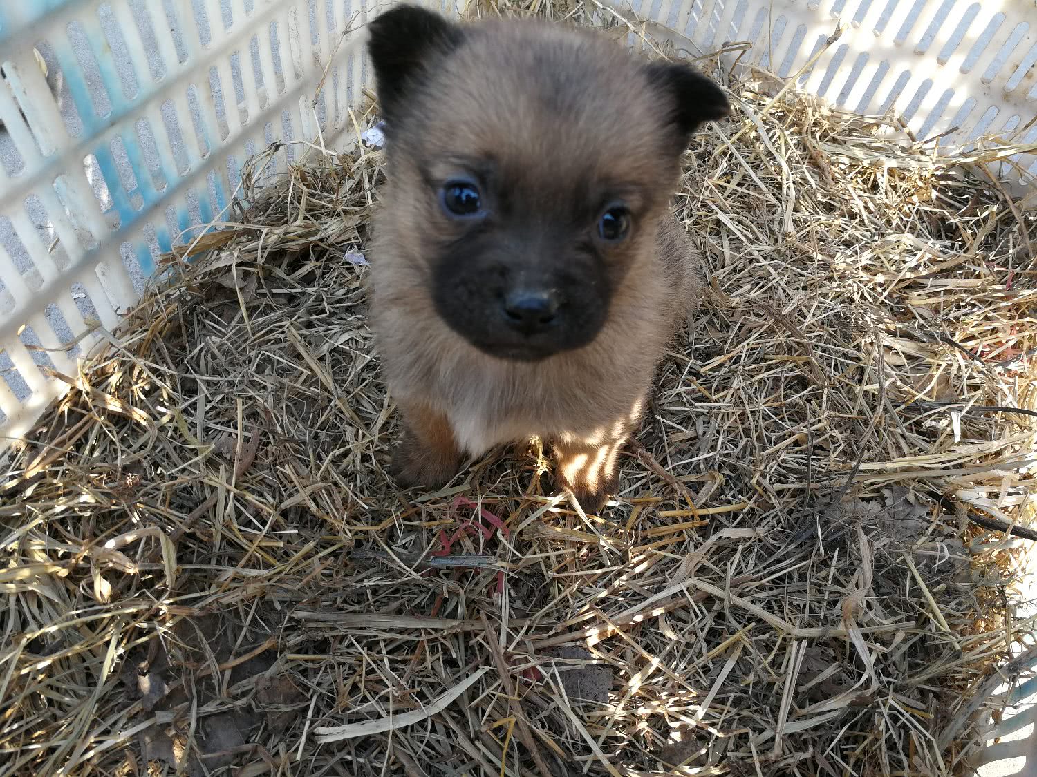 农村狗市,两只小土狗很特别,大家都说小狗有灵性,50元看值吗