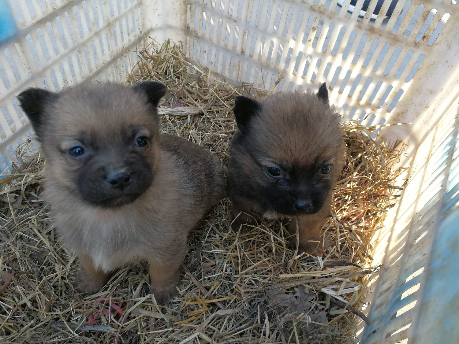 土狗,中华田园犬的别称,应该算是一个贬义的称呼,由于人们大都喜欢养