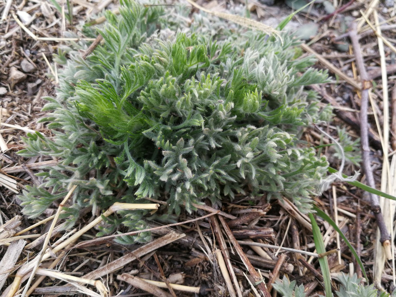 二月最鲜的野菜,蒸着吃超美味,泡酒喝是一绝