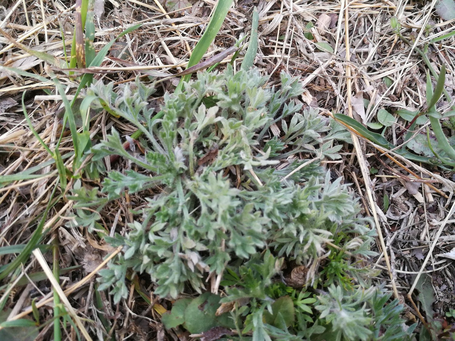 二月最鲜的野菜 蒸着吃超美味 泡酒喝是一绝