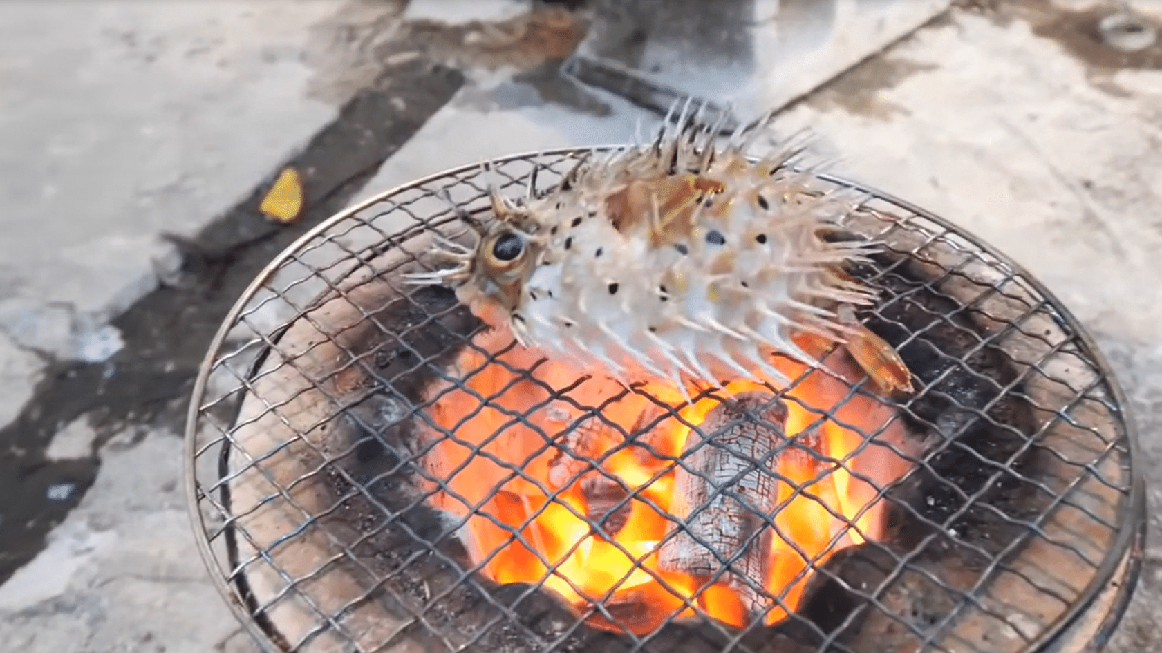 日本小伙将活的河豚上火烤然后直接吃网友叫救护车了吗