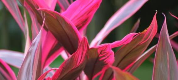 高档玫瑰探索者花色红艳美丽靓丽清香堪称养花必备