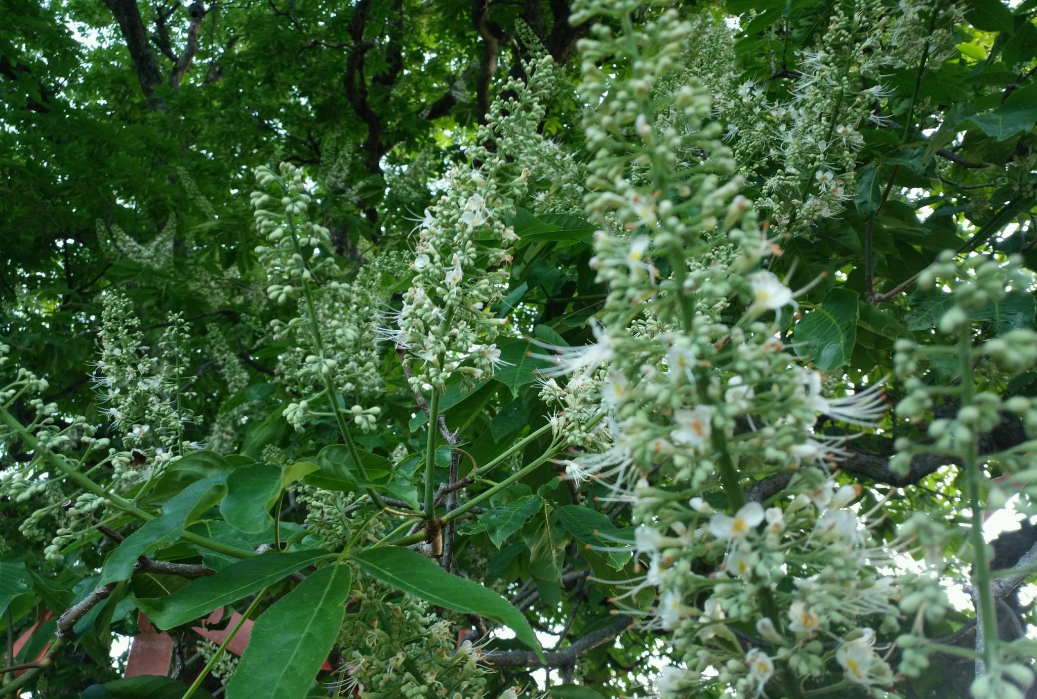 世界唯一大唐玄奘手植娑罗古树花开待君来