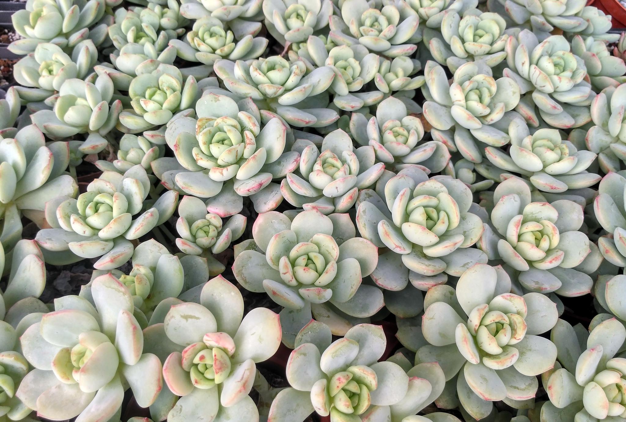 1年爆盆的7种群生多肉植物 有密集恐惧症的慎养 1年爆盆的7种群生多肉植物 有密集恐惧症的慎养