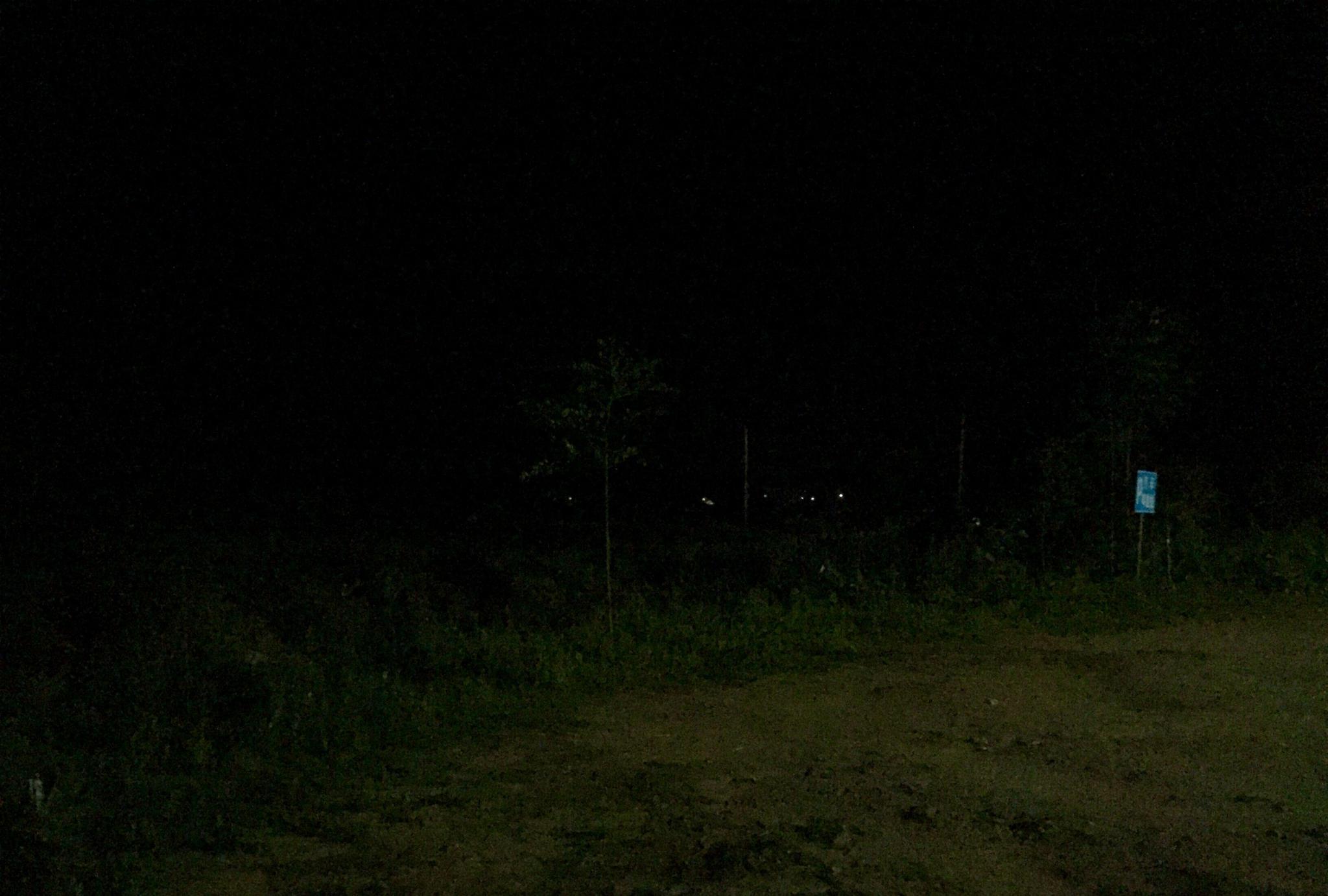科学网—夜晚路灯的光亮照耀到樟树上！ - 栗茂腾的博文