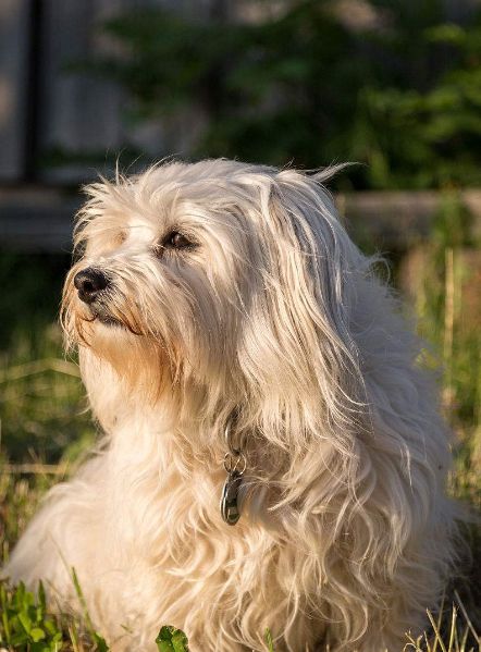 宠物狗:哈瓦那犬不愧狗中贵族,小巧玲珑温顺可人,十分招人喜爱