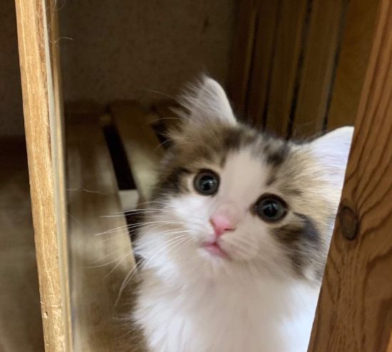 天然猫类,半长毛猫,有华丽高雅的被毛,深受铲屎官喜爱