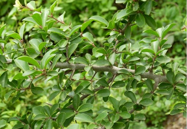 荒野维生野菜系列——刺篱木|浆果|卵形|花盘_新浪网