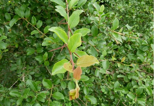 荒野维生野菜系列——刺篱木|浆果|卵形|花盘_新浪网
