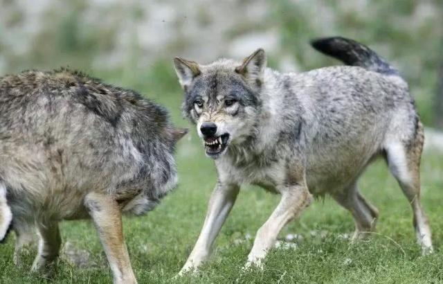 哈士奇起与狼相像对比后令人捧腹大笑狼的智商甩二哈八条街