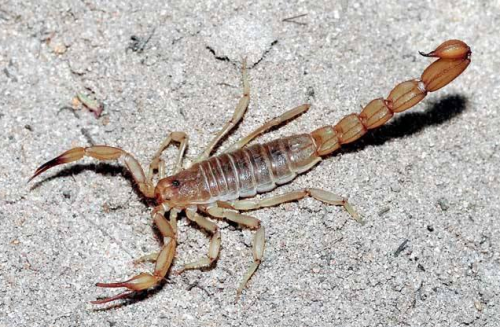 蝎子虽是有毒的生物,也是治好静脉曲张的中药材,使用方法告诉你