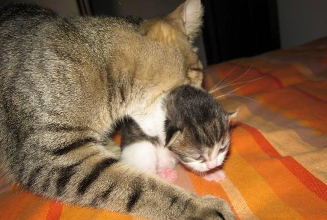 母猫为什么喜欢叼小喵到处躲?不会伤着小猫咪吧?