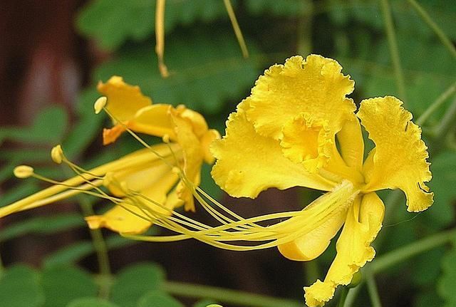 金凤花（黄金凤）的简单介绍|金凤花|小叶柄|红蝴蝶_新浪新闻