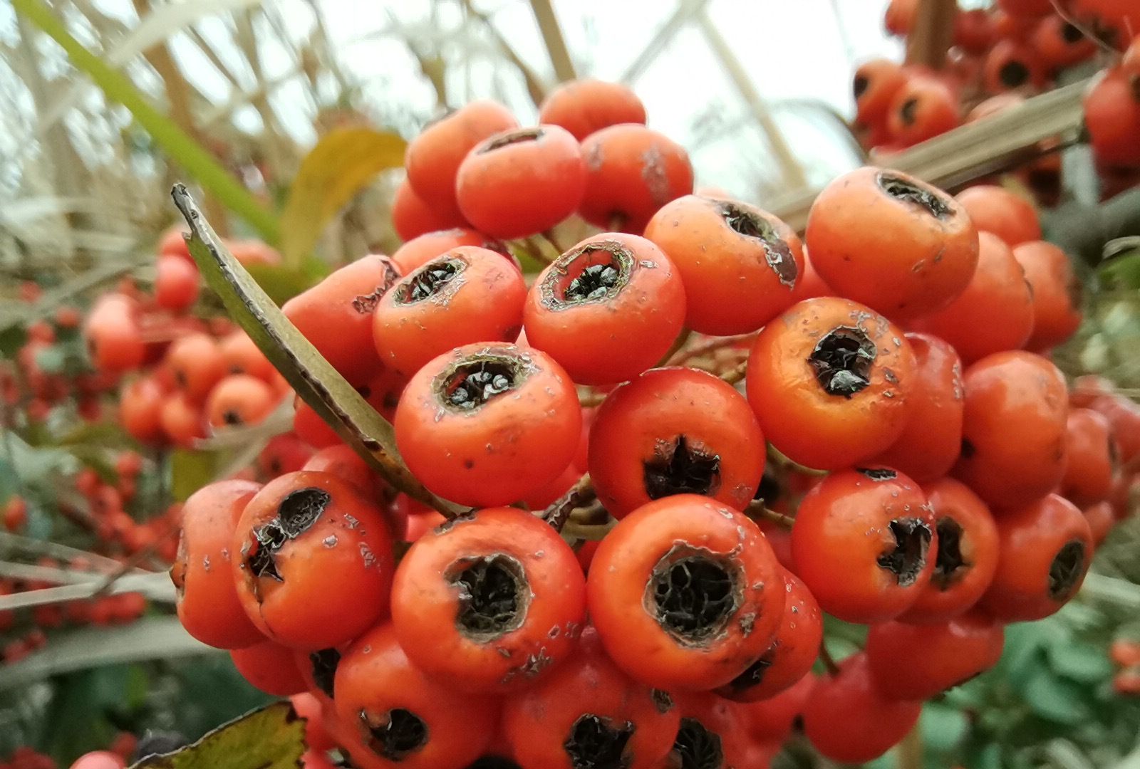 可以称为救军粮的火棘果 是一种极好的春季看花 冬季观果植物
