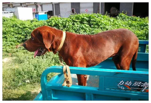 2019年7月8日,山东菏泽一小城狗市,一男子带来自己养了两年的东北虎犬
