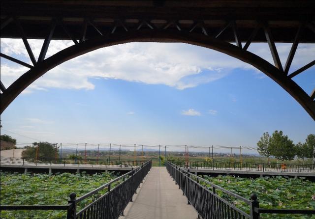 殷都旅游接天莲叶无穷碧映日荷花别样红在山海农庄拍荷花