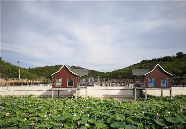 殷都旅游接天莲叶无穷碧映日荷花别样红在山海农庄拍荷花