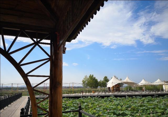 殷都旅游接天莲叶无穷碧映日荷花别样红在山海农庄拍荷花