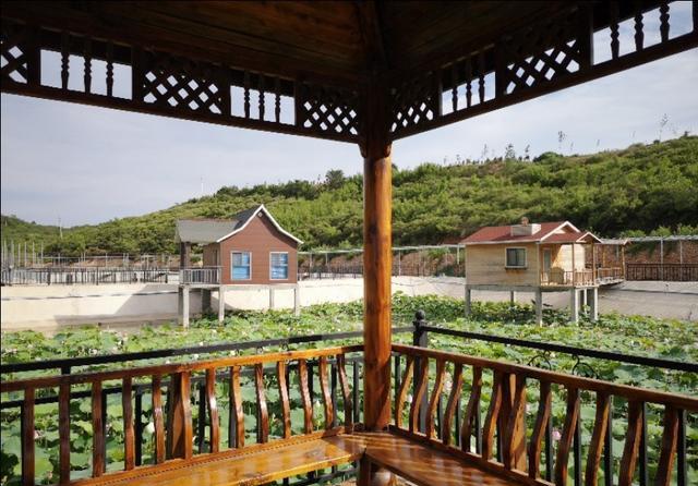 殷都旅游接天莲叶无穷碧映日荷花别样红在山海农庄拍荷花