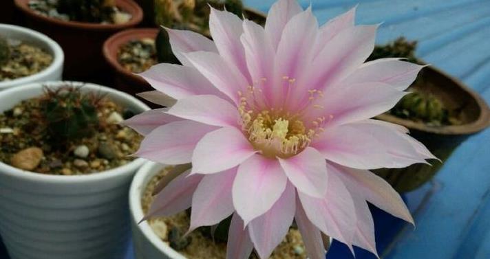 高档玫瑰探索者花色红艳美丽靓丽清香堪称养花必备