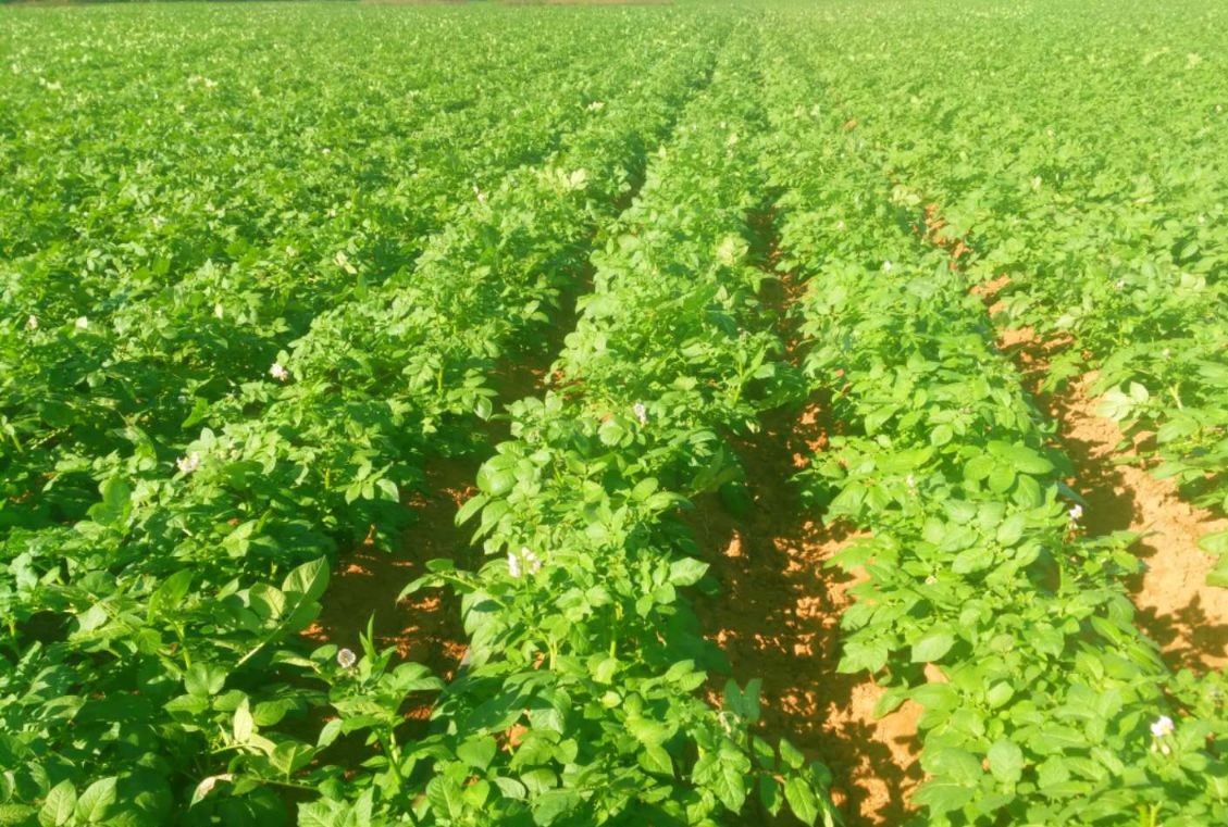 绿色健康的食品,越来越受人们的喜爱,如果能够种植出高产量的土豆