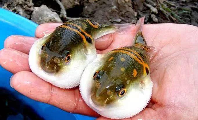 河鲀|毒素|鲀_新浪新闻