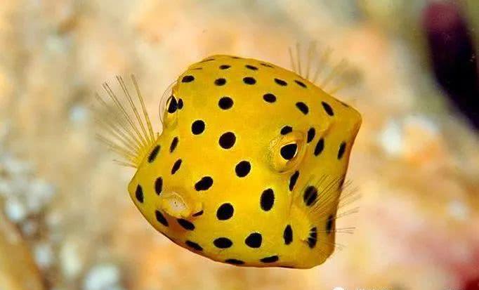 河鲀|毒素|鲀_新浪新闻