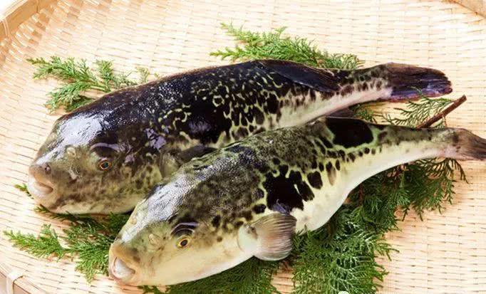 河鲀|毒素|鲀_新浪新闻