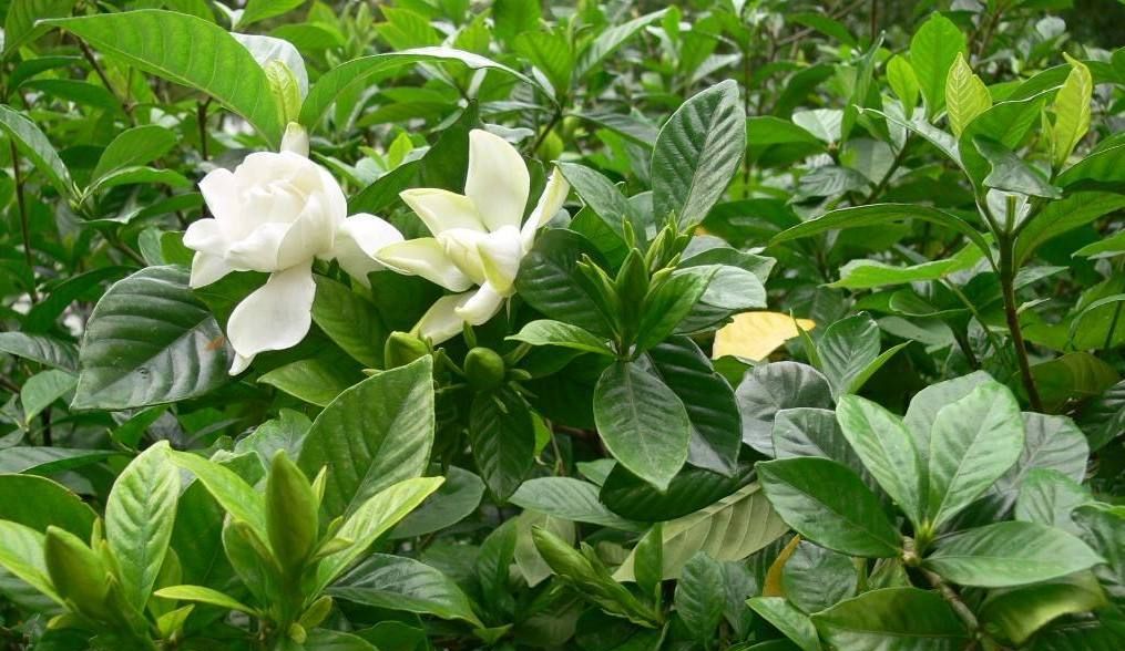 小叶栀子(雀舌花)的简单介绍