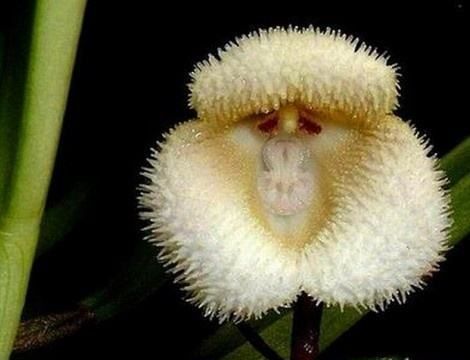 猴面小龙兰 花形奇特 花色丰富 太神奇了