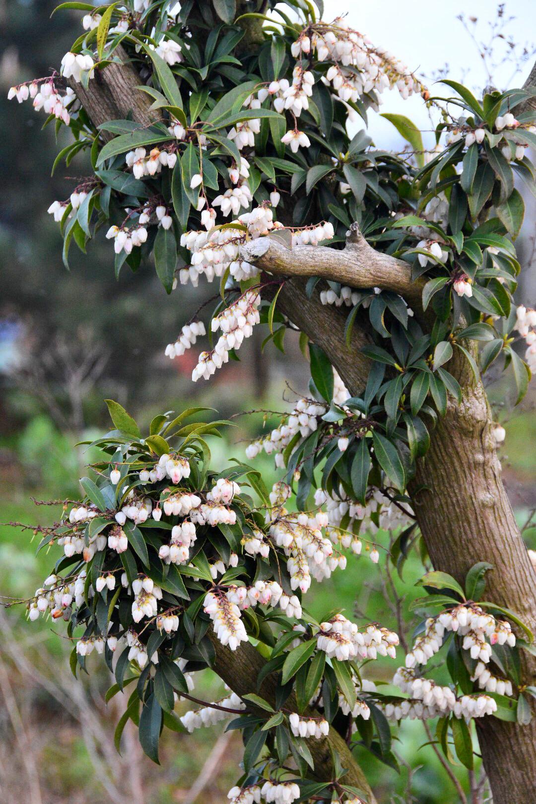 一种漂亮却有毒的花马醉木你见过吗?(原创)