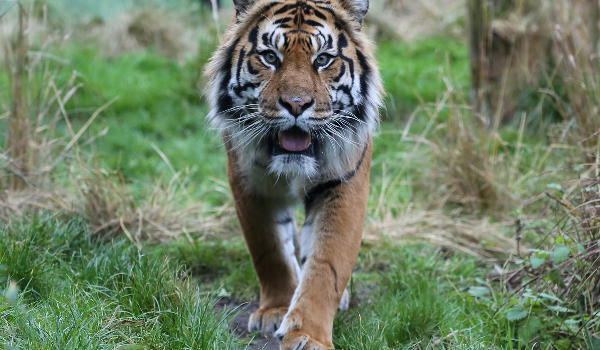 老虎和狮子的实力决定了斗兽棋的排序真是这样么