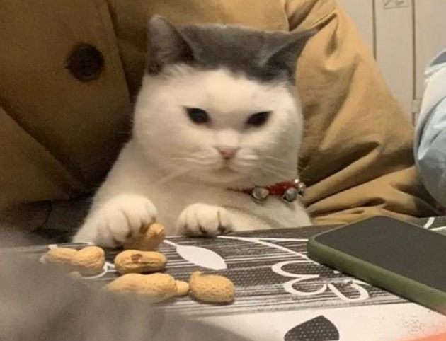 主人把猫咪抱怀里猫咪趁主人不注意小爪爪偷了一颗花生