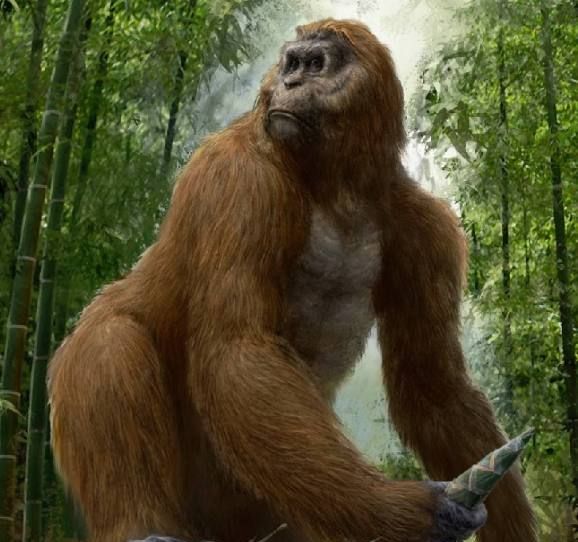 原来金刚真的存在,身高超3米陪伴人类百万年之久,步氏巨猿没了