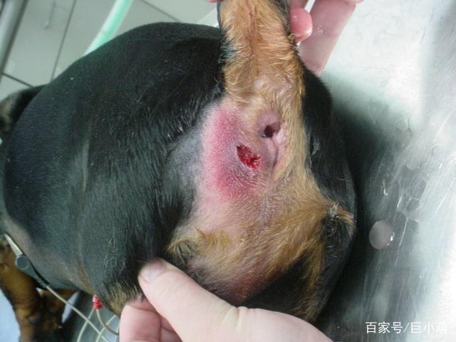 你家狗狗坐立不安屁股痛那不是长痔疮,而是肛门腺出问题啦