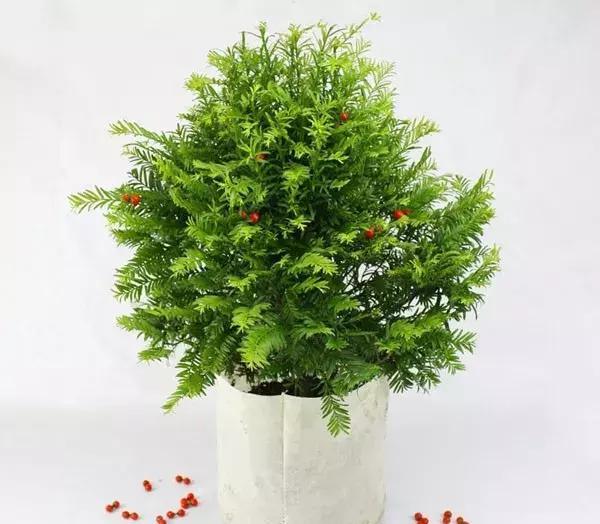 曼地亚红豆杉：绿色植物界的璀璨明星