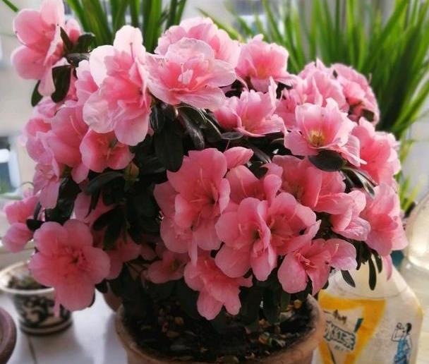 喜欢养花,不如养小桃红杜鹃花,花开如粉嫩少女,可爱美丽好养养