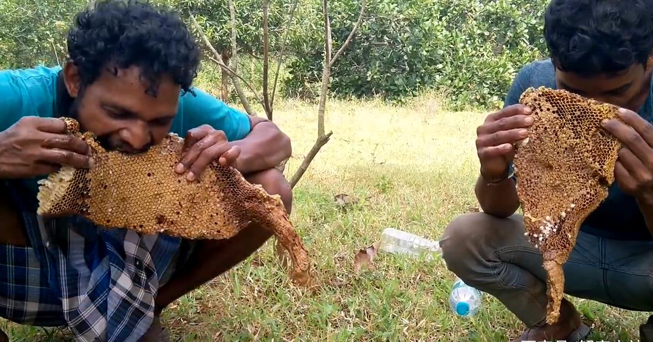 印度人森林中收获野生蜂巢,一个重上10斤,抱起来就啃着吃