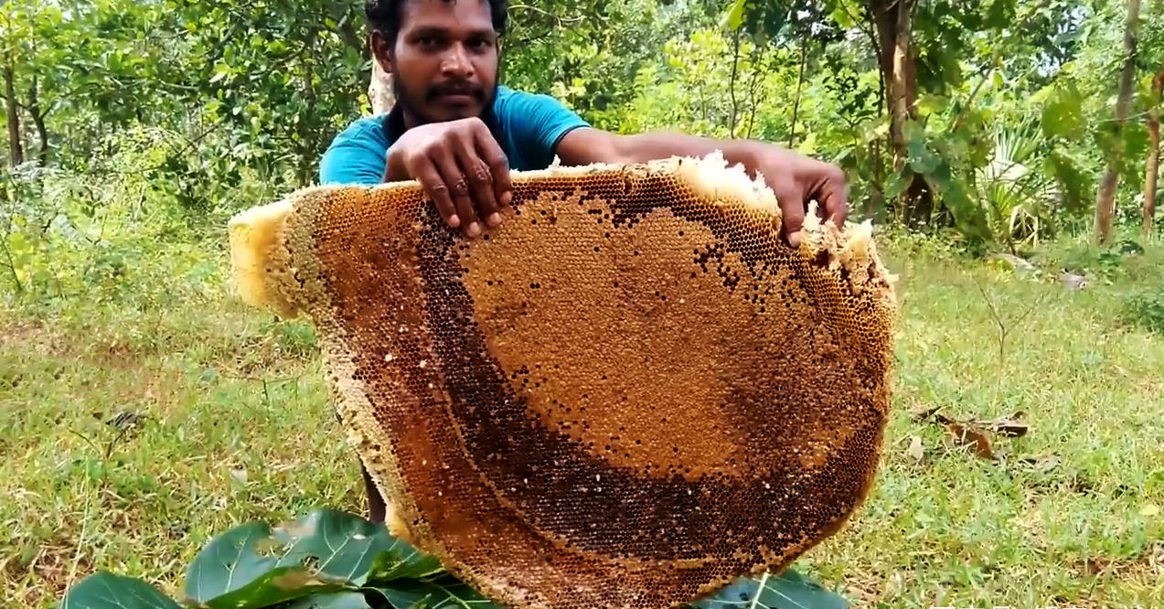 印度人森林中收获野生蜂巢,一个重上10斤,抱起来就啃着吃